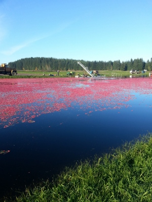 Harvesting cranberries on Iron River Cranberry Farm is shown in this picture
